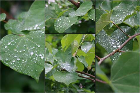 leaves-with-waterdrops