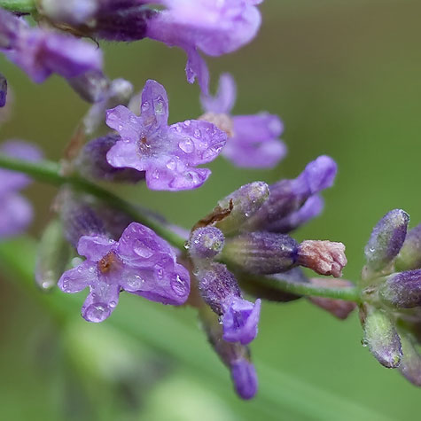 macro-lavender