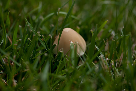 mushroom-2