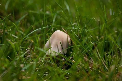 mushroom-4