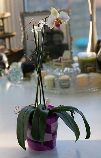 orchid-on-desk
