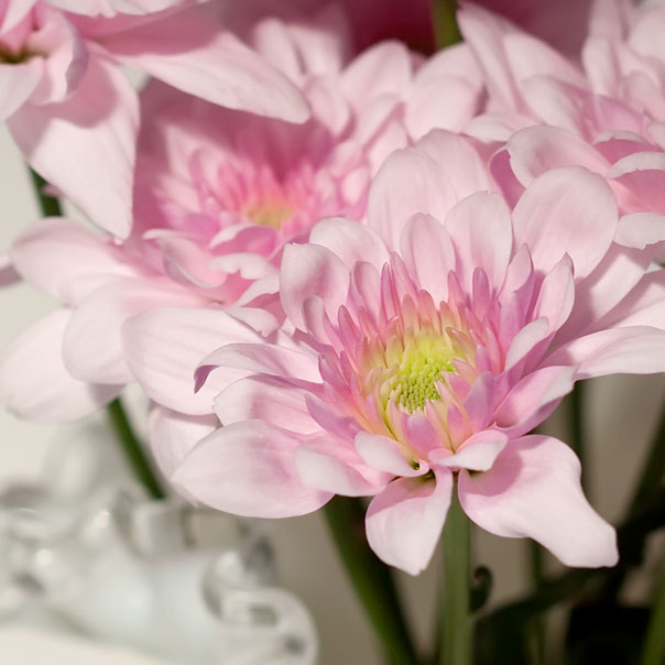 pretty-pink-flower-1909