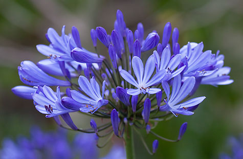 purple-flower-california-1