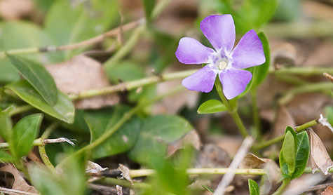 purple-flower-groundcover