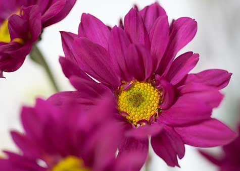purple daisy close up