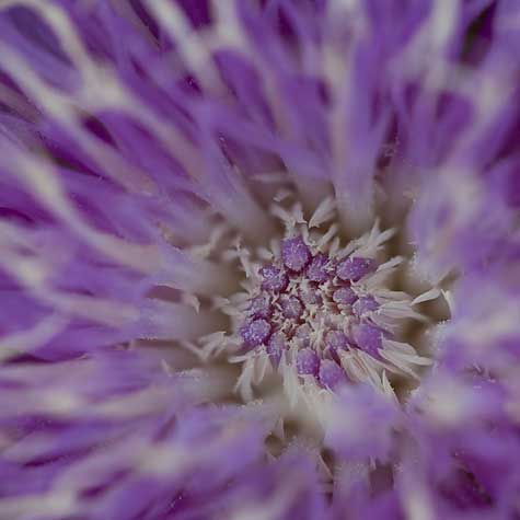 macro purple flower