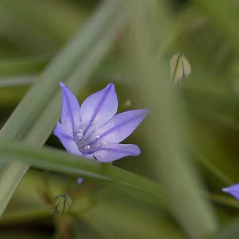 little purple flower