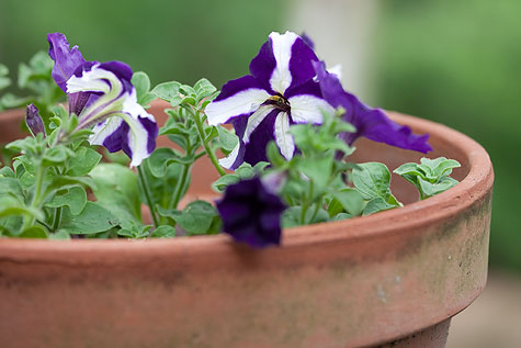 purple-petunias-1
