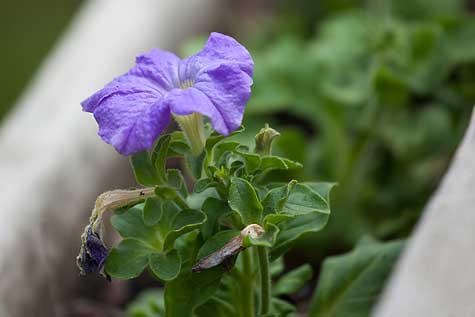light purple petunia