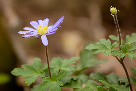 purple-wildflower