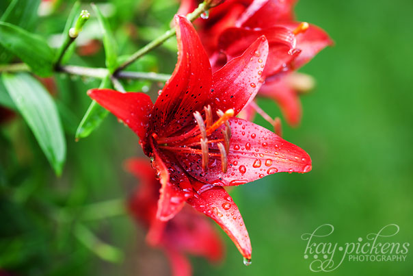 red-flowers-0953