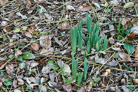 signs-of-spring