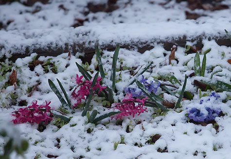 snow-flowers