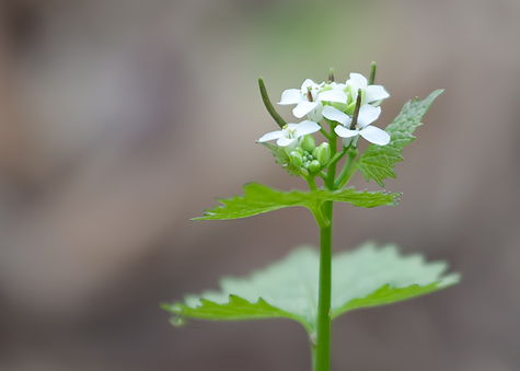 tiny-white-flower
