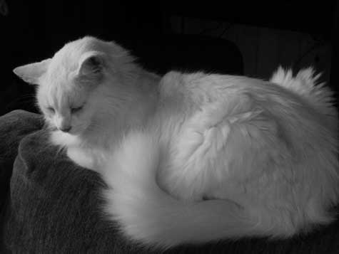 black and white cat. white cat in lack and white
