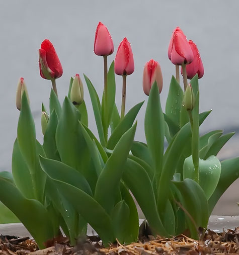 tulips-5d