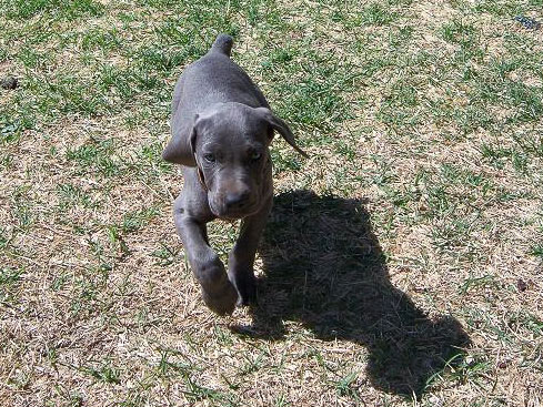 weimaraner