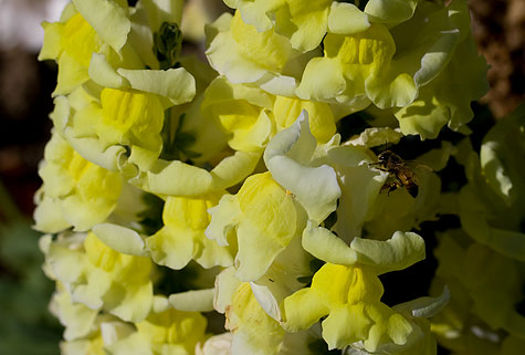 yellow snapdragon