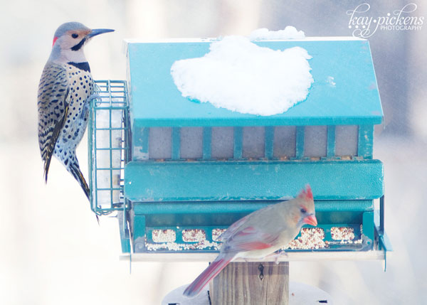 birds on feeder