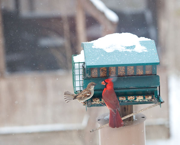 bird fights at the bird feeder
