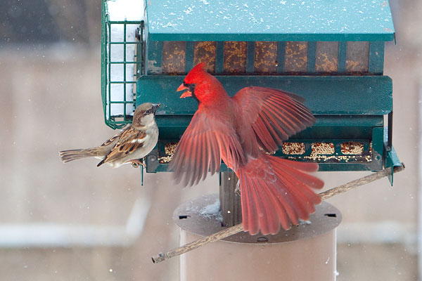 Male cardinal fighting with small bird