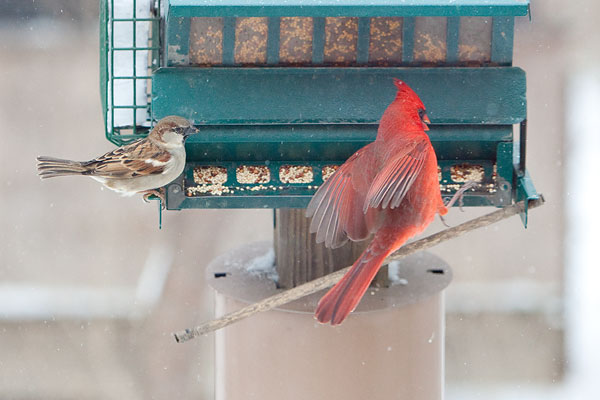 cardinal and sparrow