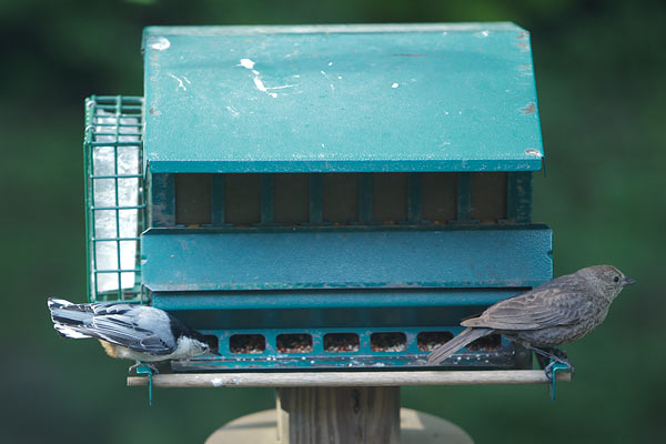 birds at feeder