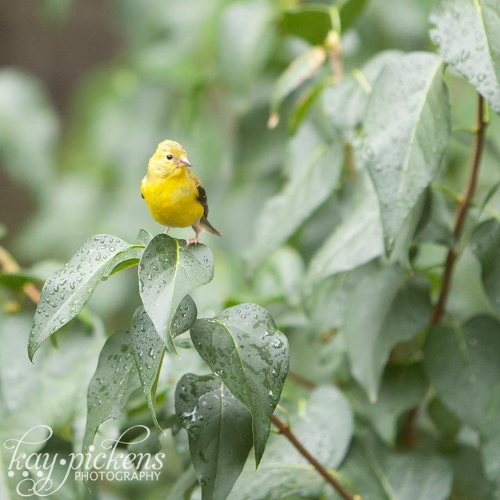 yellow finch perched on leaf