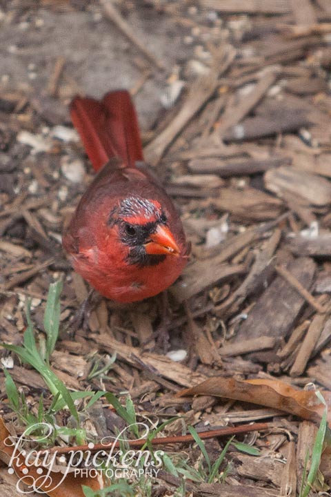 baby cardinal