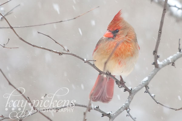 birds-in-snow-3237