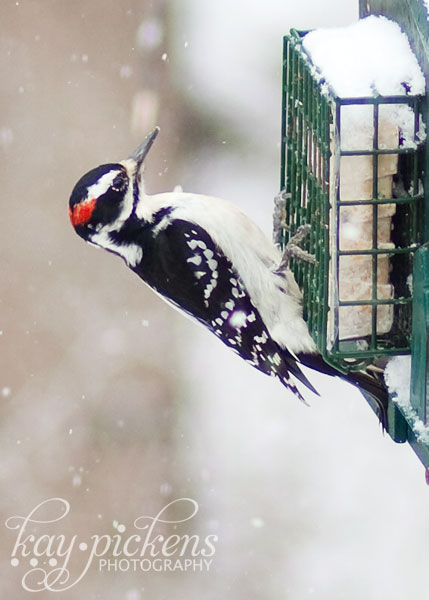 woodpecker in snow