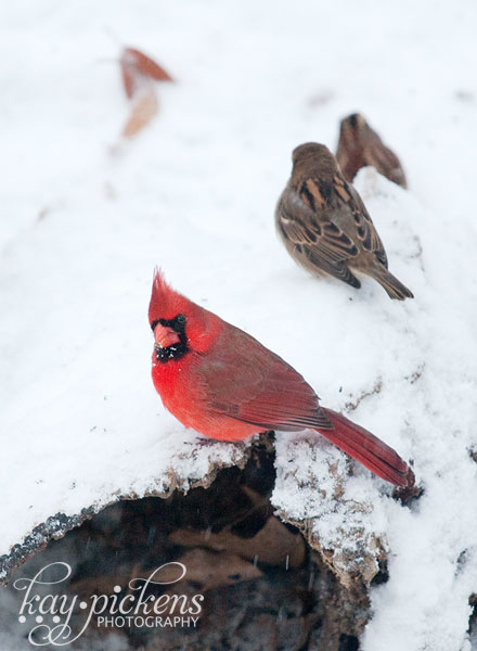 birds on log in snow