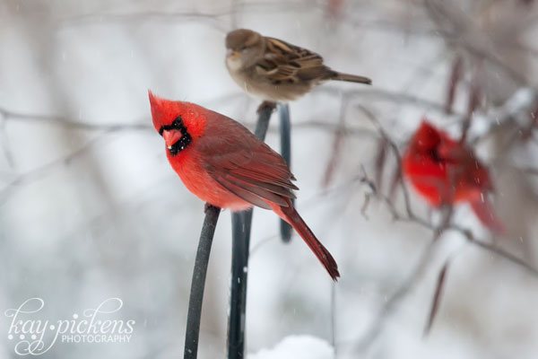 [عکس: birds-in-snow-9289.jpg]