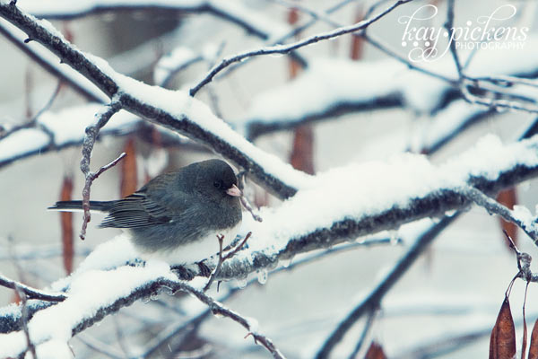 junco on icy branch