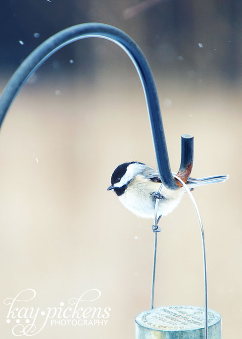 Black Capped Chickadee in the snow
