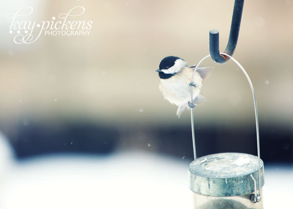 bird in snow storm