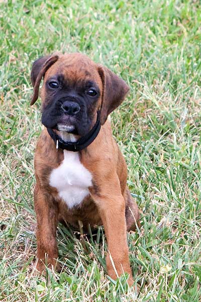 boxer-puppy-8189