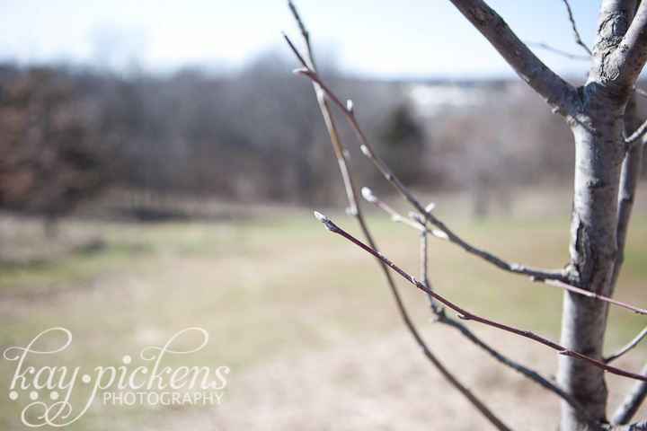 bradford pear early spring Columbia MO