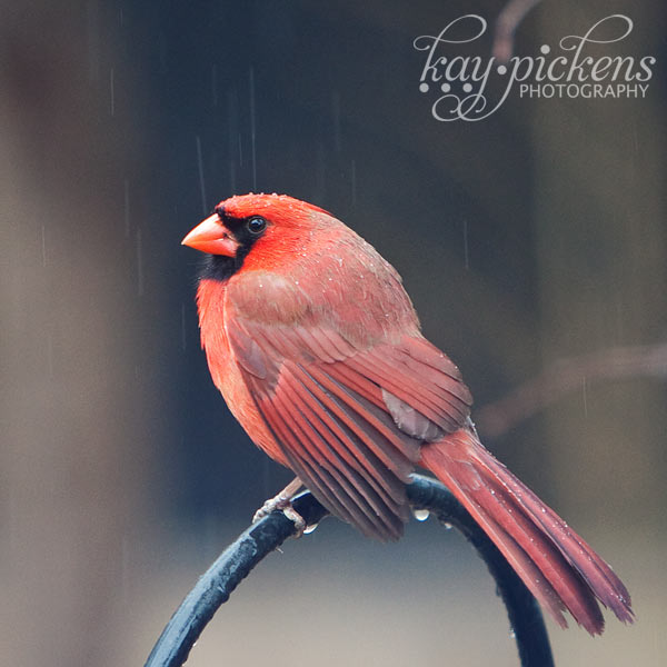 Male cardinal in the rain