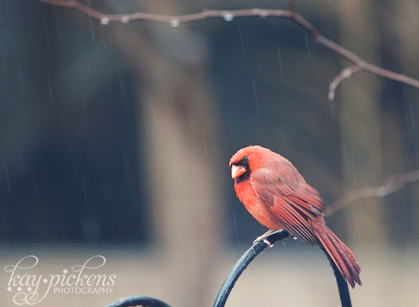 male cardinal in the rain at the feeder