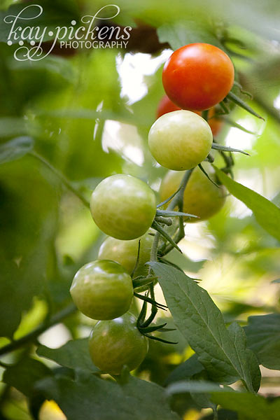 cherry-tomatoes-8153