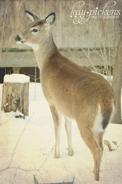 deer-in-snow-5455