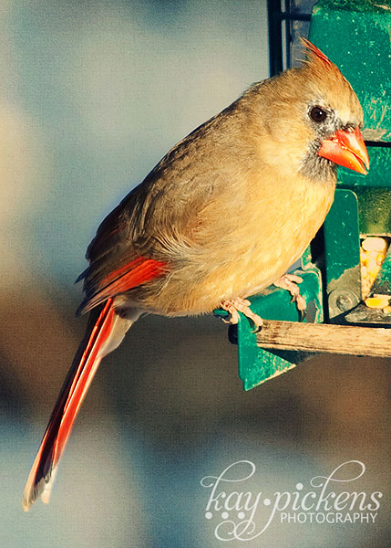 female-cardinal-4688