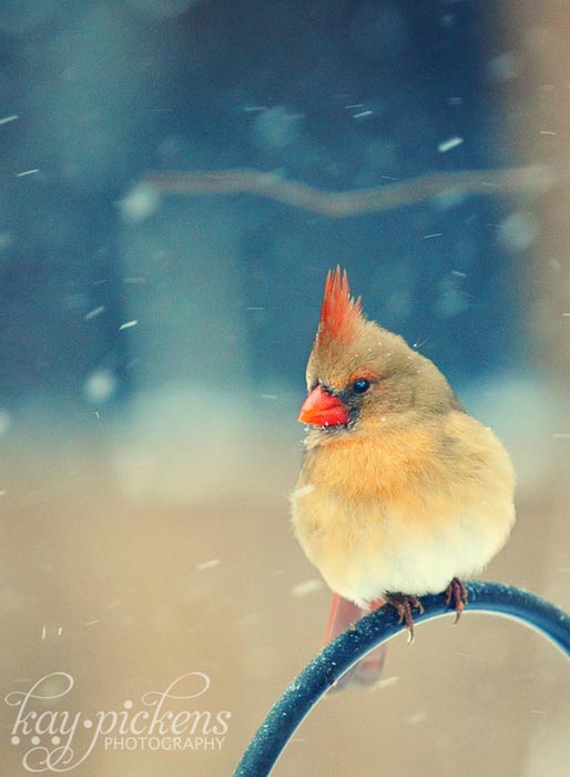 female cardinal in the snow
