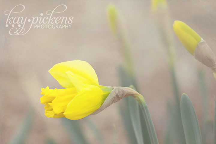 one daffodil bloom