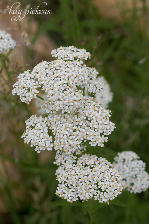 white meadow flowers