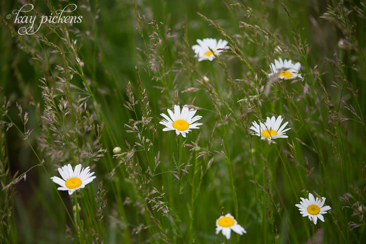 daisies in the meadow grass