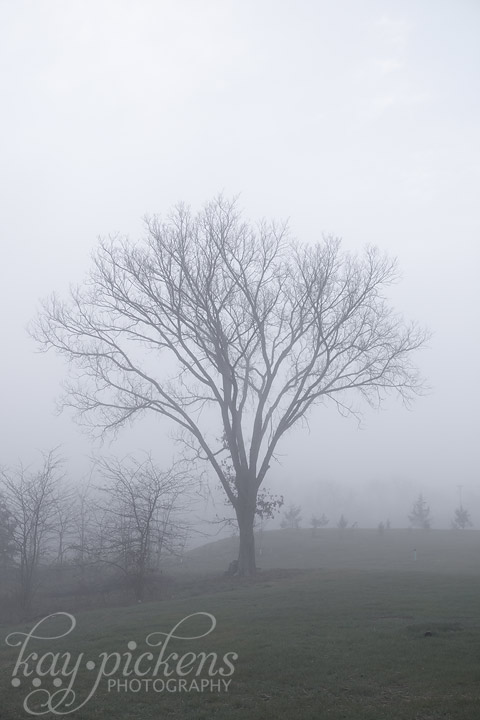 elm tree in fog