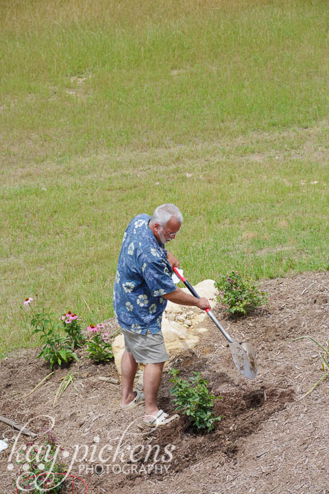 planting knock out roses