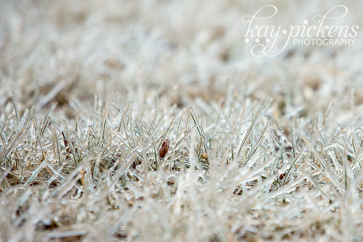 frozen grass